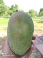 Nawabpuri White Chaunsa (Late) Mango - 8kg - Image 35