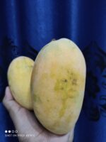 Nawabpuri White Chaunsa (Late) Mango - 8kg - Image 5