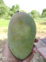 Nawabpuri White Chaunsa (Late) Mango - 8kg - Image 8