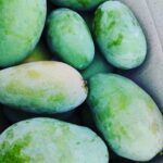 Nawabpuri White Chaunsa (Late) Mango - 8kg - Image 11