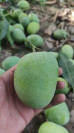 Anwar Ratol 12# - 8kg - Image 2