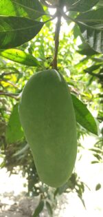 Multani Dusheri Mango - 8kg - Image 8