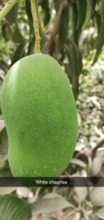 Nawabpuri White Chaunsa (Late) Mango - 8kg - Image 16