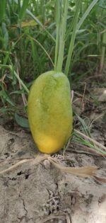 Multani Dusheri Mango - 8kg - Image 6