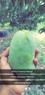 Nawabpuri White Chaunsa (Late) Mango - 8kg - Image 15