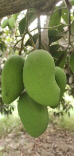 Nawabpuri White Chaunsa (Late) Mango - 8kg - Image 14