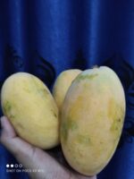 Nawabpuri White Chaunsa (Late) Mango - 8kg - Image 21