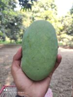 Nawabpuri White Chaunsa (Late) Mango - 8kg - Image 22