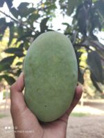 Nawabpuri White Chaunsa (Late) Mango - 8kg - Image 23