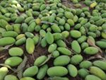 Multani Dusheri Mango - 8kg - Image 10