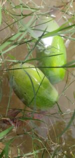 Multani Dusheri Mango - 8kg - Image 9
